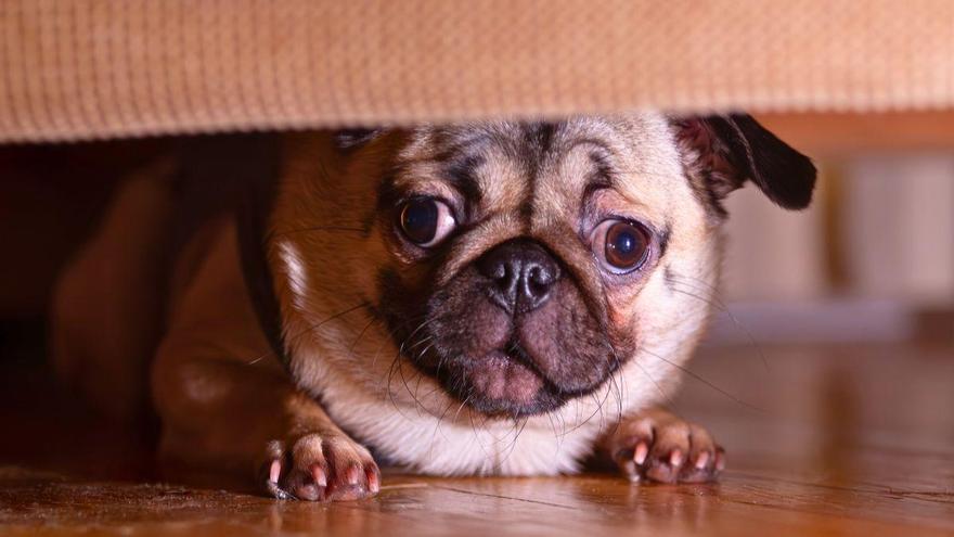 Si tu perro tiene miedo a los petardos, no hagas esto en San Juan: podrías empeorar su fobia sin darte cuenta