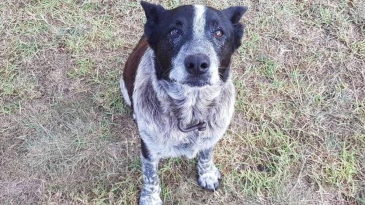Max, el perro pastor australiano de 17 años que ayudó a encontrar a una niña de tres años perdida en un bosque.