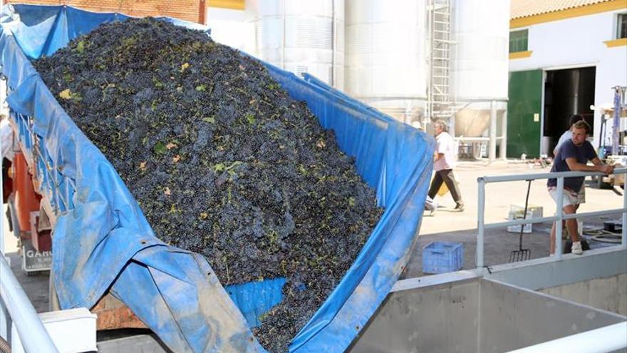 El sector prevé una caída del 10% en la recolección de uvas tintas