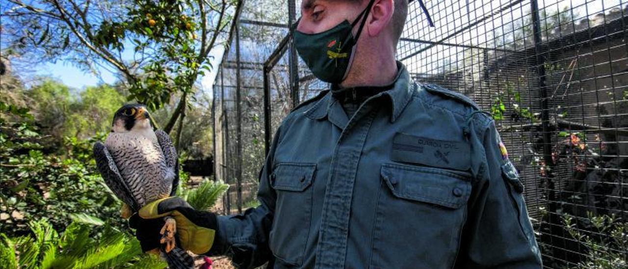 Un agente de la Guardia Civil sostiene en una mano un halcón peregrino recuperado.