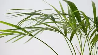 Palma areca, la planta de interior que mejor purifica el aire de tu hogar