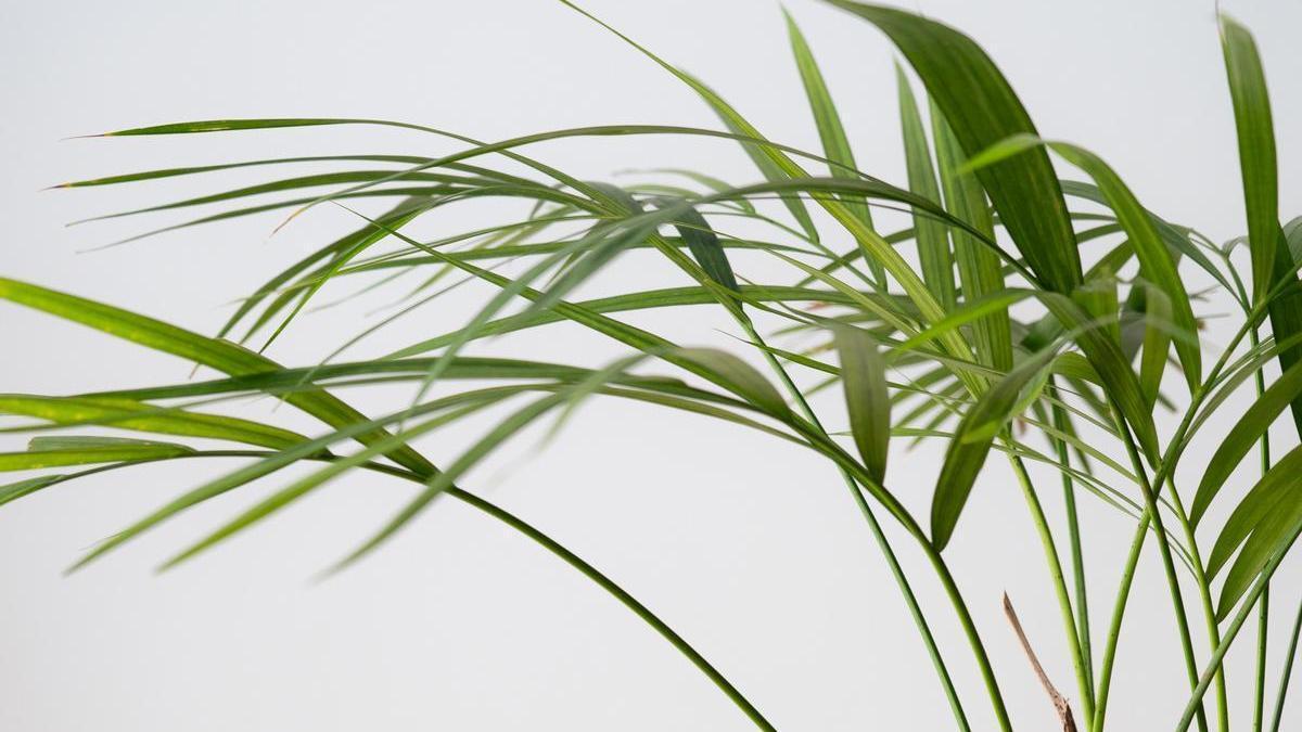 Lengua de suegra o Sansevieria: Conoce todo lo que debes saber sobre esta  planta purificadora