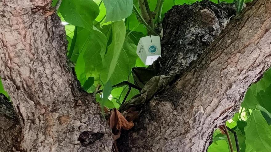 Sant Vicenç fa un control biològic per combatre el pugó dels arbres