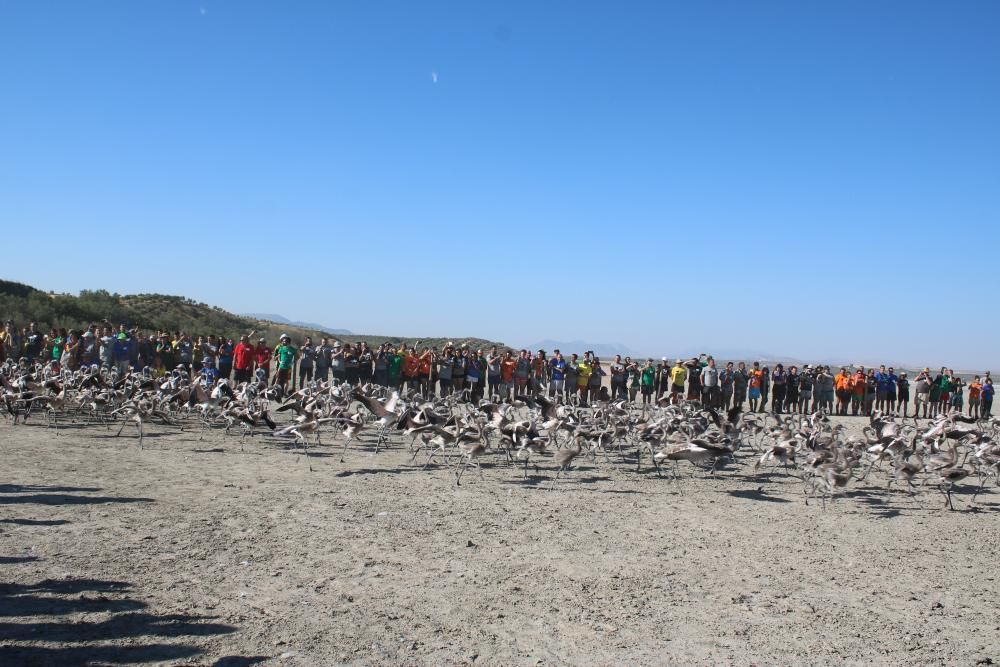 Quinientos voluntarios ayudan al anillamiento de 600 pollos de flamencos en una laguna con escasez de agua