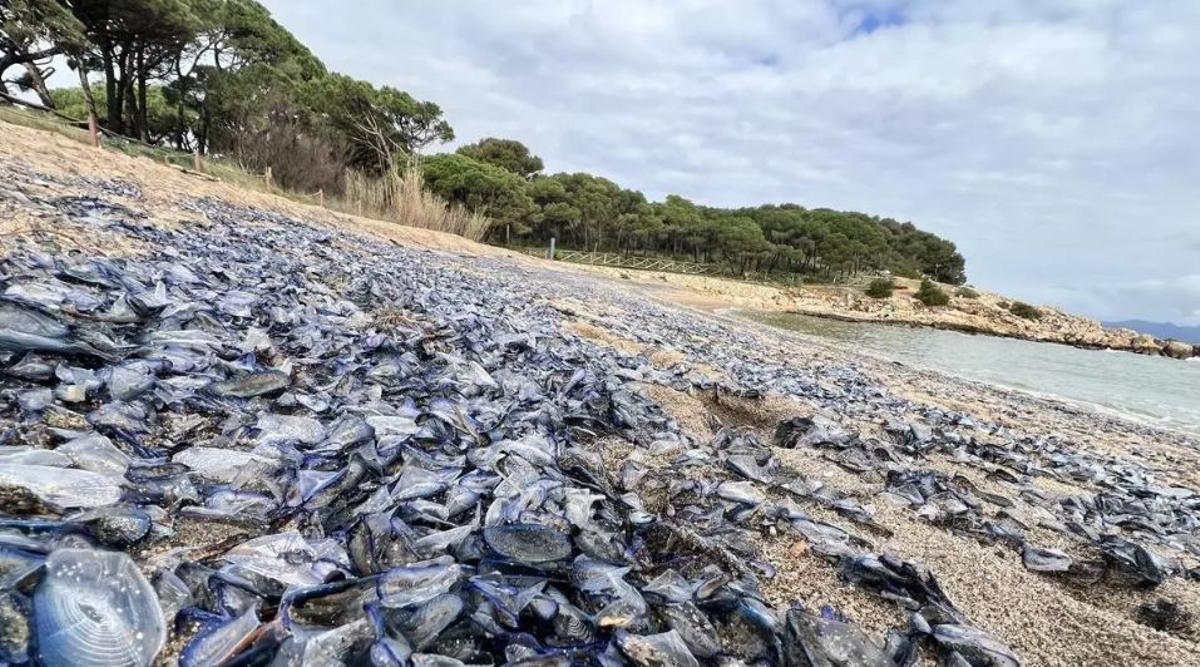 Meduses Velella Velella a les platges d'Empúries el mes de març.