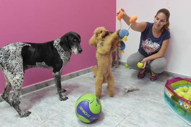 Spa y servicios de peluquería para perros