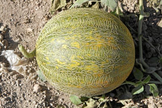 Nur auf guten Böden können gesunde Pflanzen wachsen und süße Melonen reifen. Ein Besuch zur Erntezeit auf Sa Teulera, einem Biohof bei Petra.