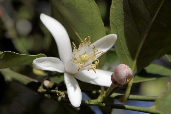 Auf der biologischen Zitrus-Plantage Ecovinyassa in Sóller ziehen die weißen Blüten nicht nur Bienen an.