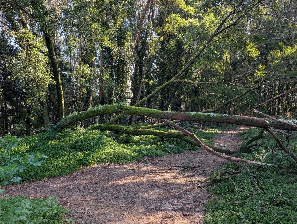 Árbol caído en uno de los paseo internos de A Guía