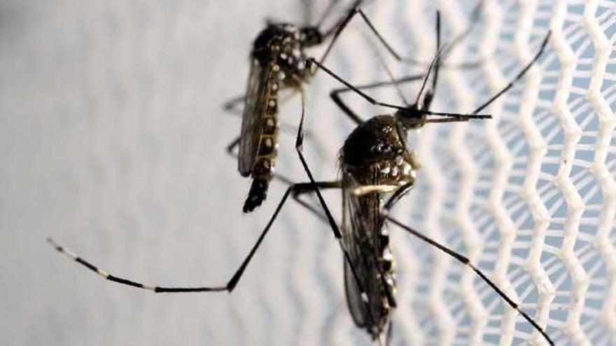 Mosquitos infectados con el virus zika.