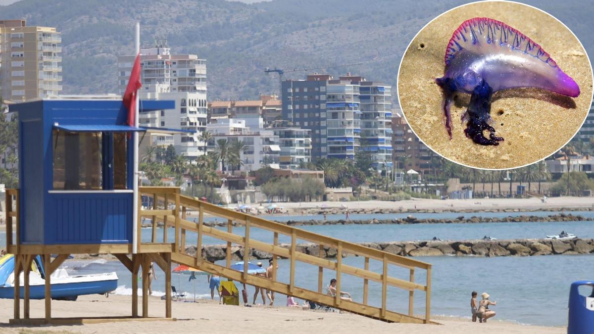 Vídeo: Cerrada al baño la playa Heliópolis de Benicàssim por la presencia de carabelas portuguesas