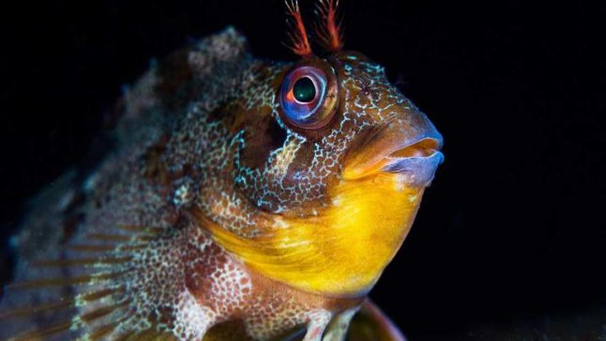 puntos de buceo. Una cabruza («Parablennius gattorugine») fotografiada en Cudillero. La comarca avilesina cuenta con numerosos puntos de buceo, la mayoría en el concejo de Gozón. Uno de los lugares preferidos por los submarinistas es la isla de La Deva, a la que se accede en lancha.