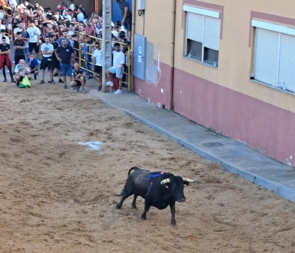 La fiesta taurina de Villanueva de Azoague, en imágenes La fiesta taurina de Villanueva de Azoague, en imágenes