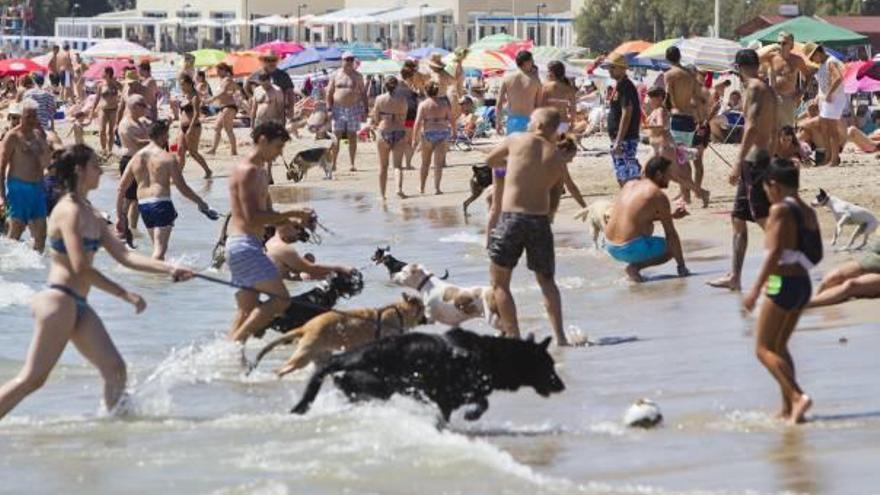 Espacio de la zona canina en la playa de Pinedo.