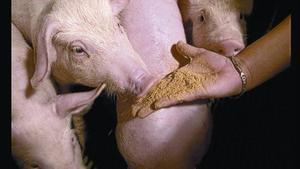 Alimentación en una granja porcina.