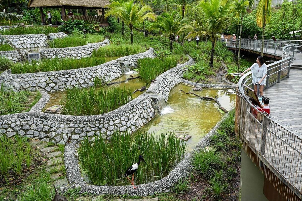 Singapur estrena el parque Paraíso de los pájaros