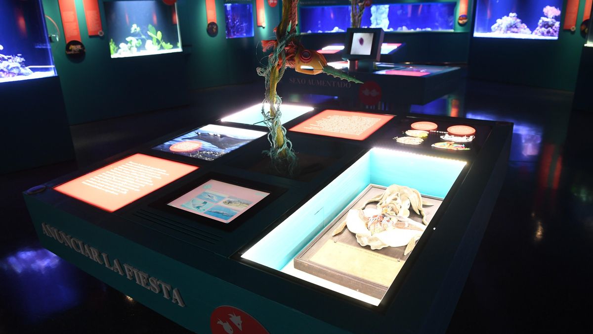 Exposición en el Aquarium Finisterrae.