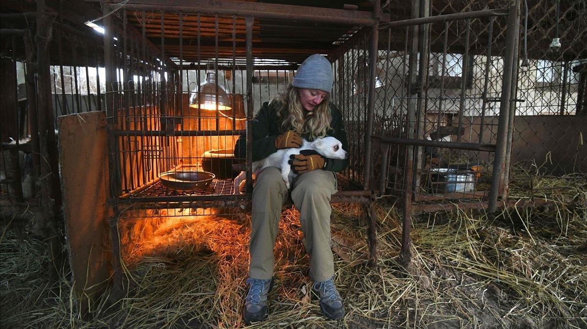 Un miembro de la Humane Society International saca un perro de una jaula para transportarlo a una granja de perros durante una acción de rescate que supone el cierre de la granja en Hongseong, un negocio de carne de perro con casi 200 perros y cachorros en el lugar. HSI ofrece una solución para ayudar a los granjeros a abandonar su negocio, ya que un creciente número de surcoreanos se oponen a la crueldad de la industria cárnica.Jung Yeon-je AFP