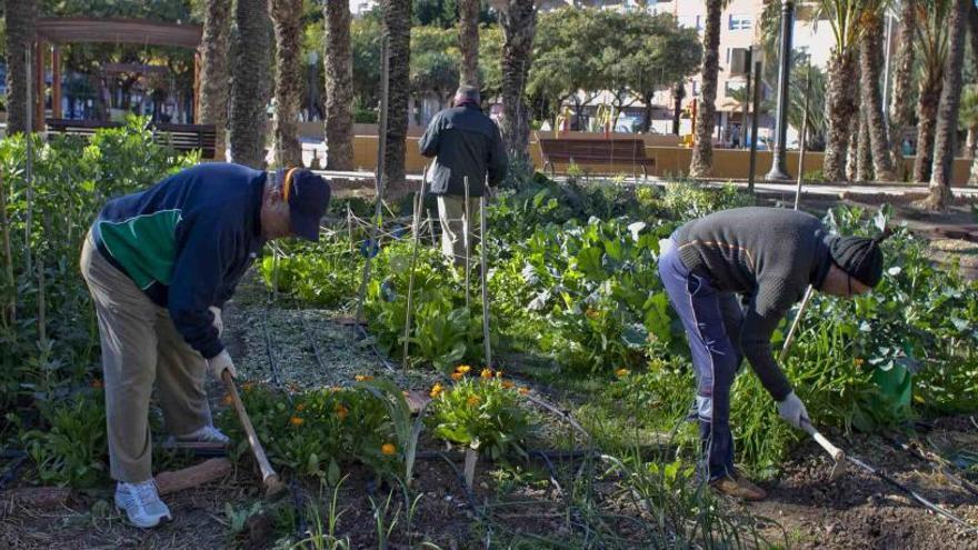 Las asociaciones vecinales se ofrecen a cogestionar los huertos del Palmeral