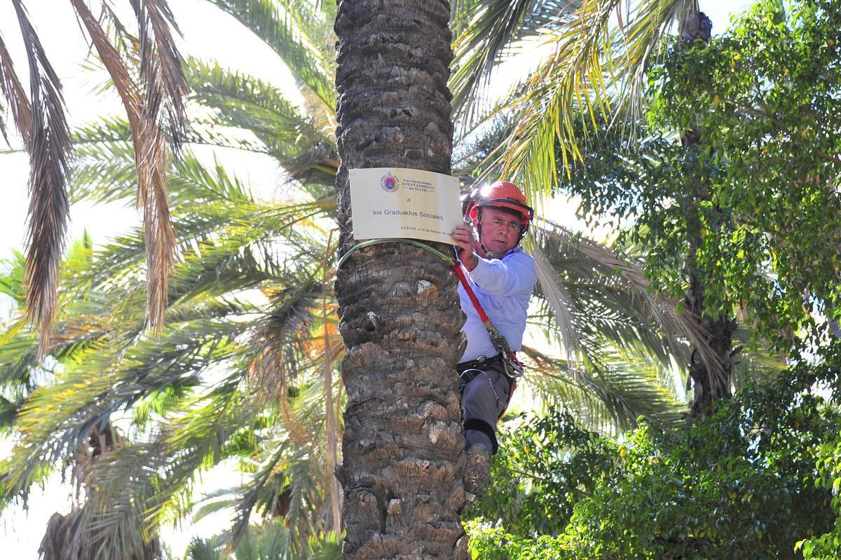Un palmerero coloca la placa en honor a los Graduados Sociales en una de las palmeras del Parque Municipal de Elche este sábado