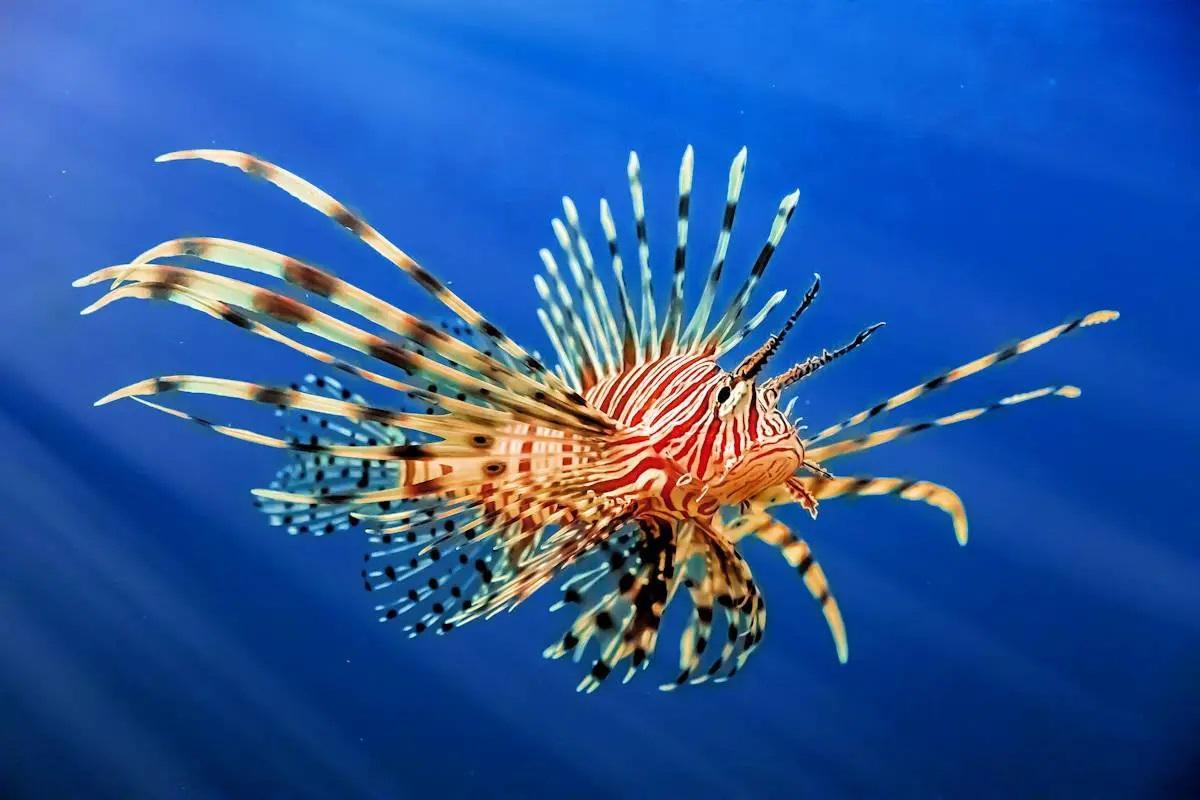 El pez león, especie venenosa que abunda ya en el Mediterráneo oriental