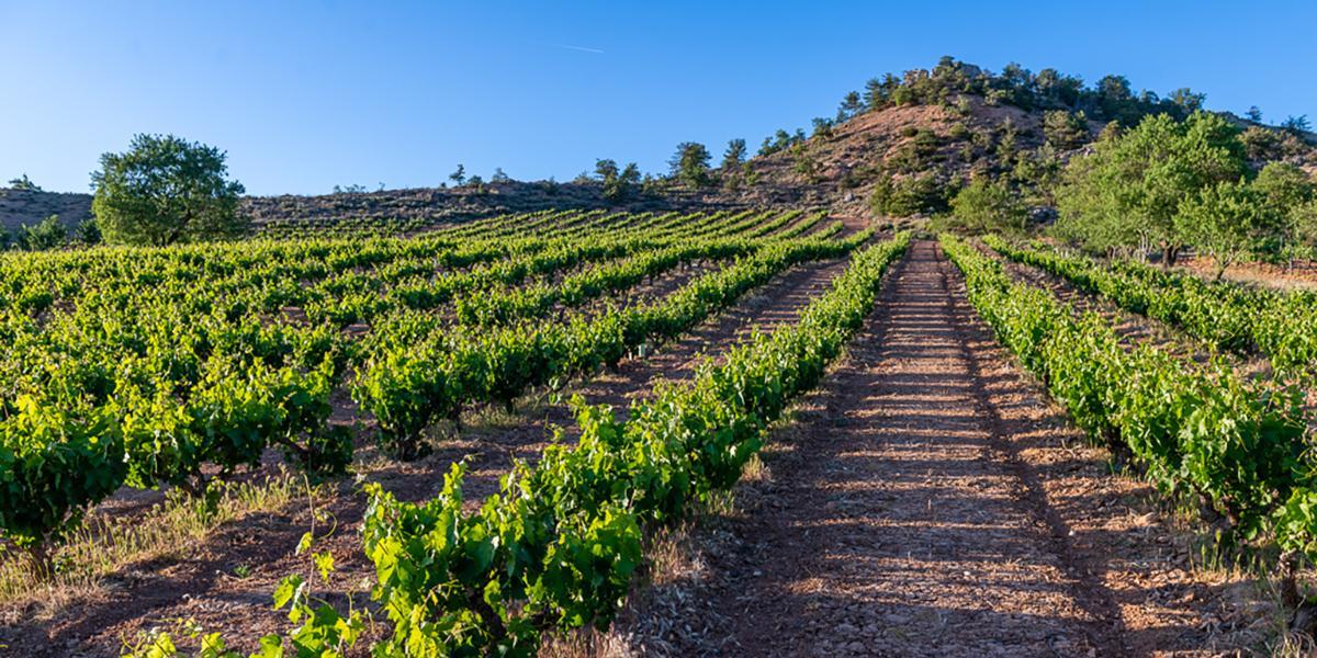 Viñas de Bodega Valdaya en la Ribera del Duero