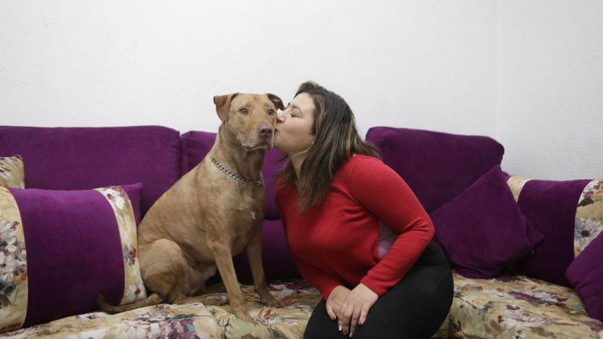 “Es mi bebé”, dice la cuidadora de “Tuco”, el perro del auto pionero de la ley de Bienestar Animal