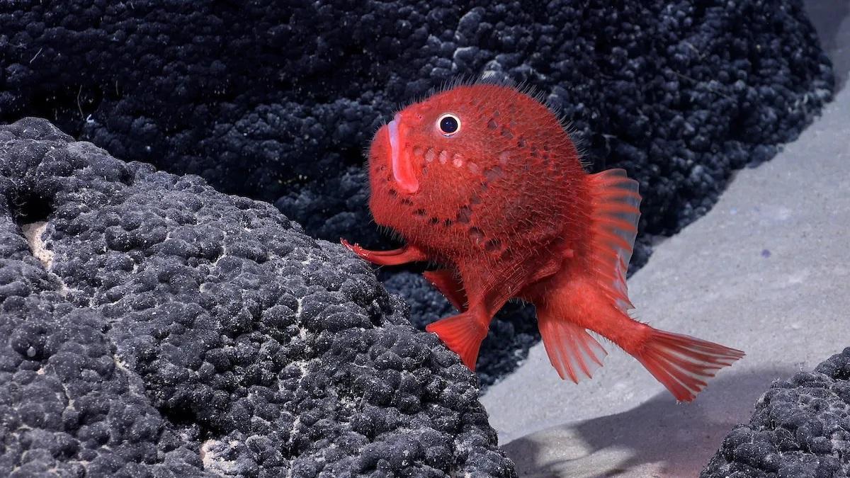 ESPECIES NUEVAS: Descubren de golpe más de 100 nuevas especies en una cordillera submarina del Pacífico