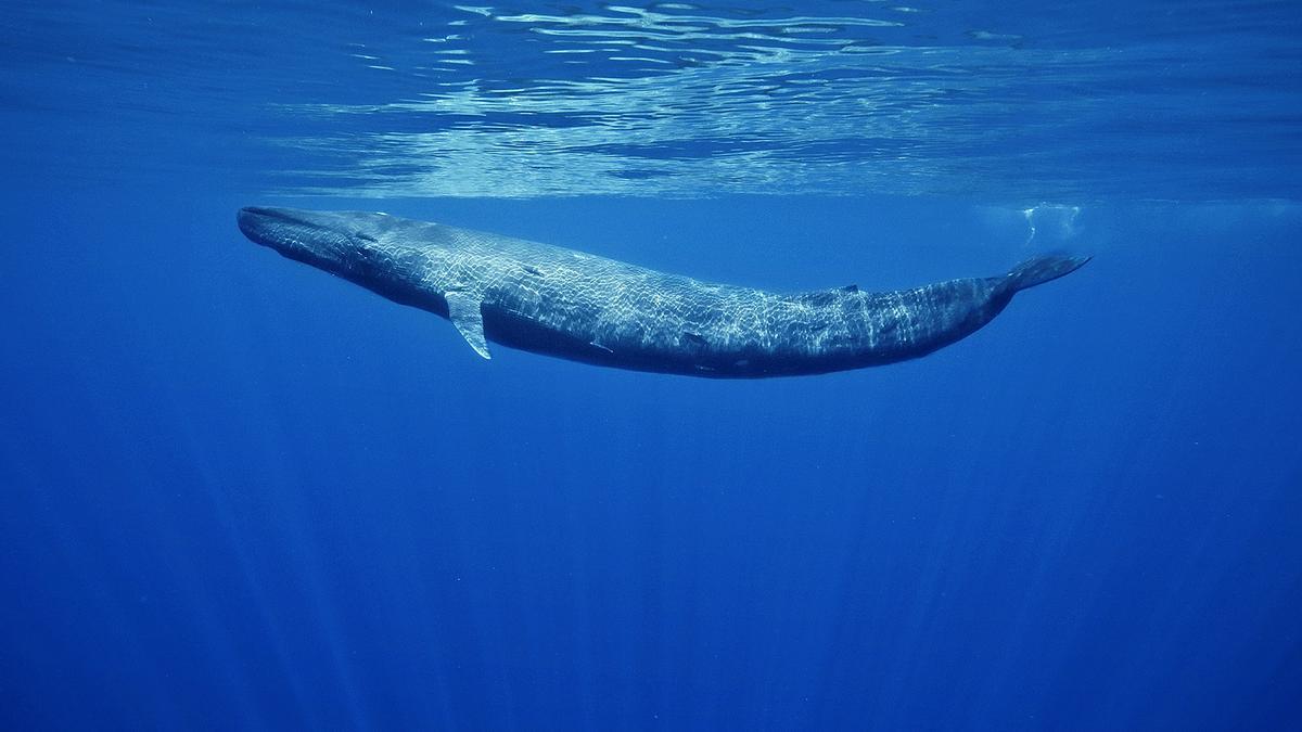 Ballena azul.