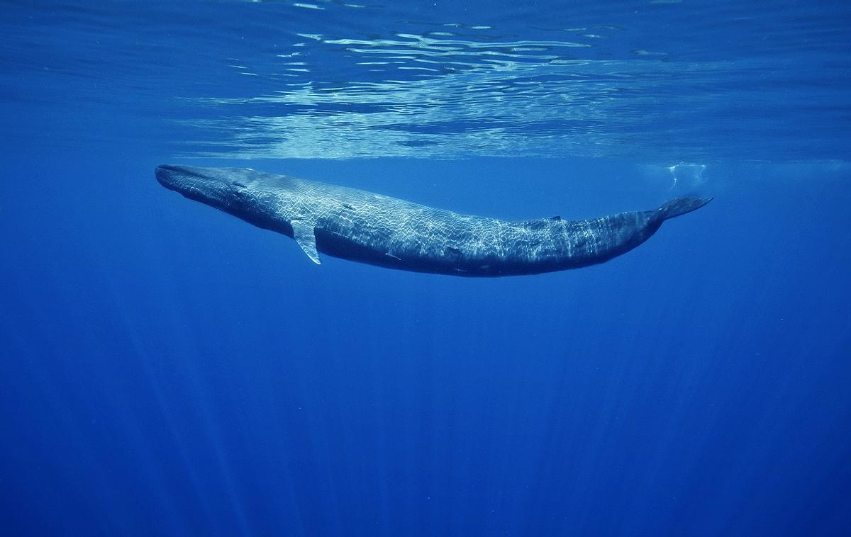 Ballena azul.