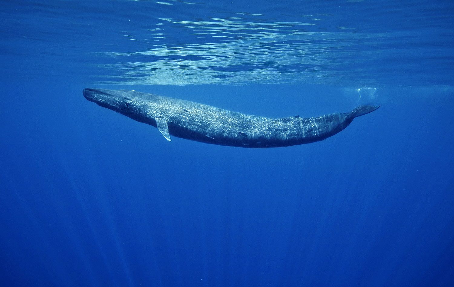 Ballena azul.