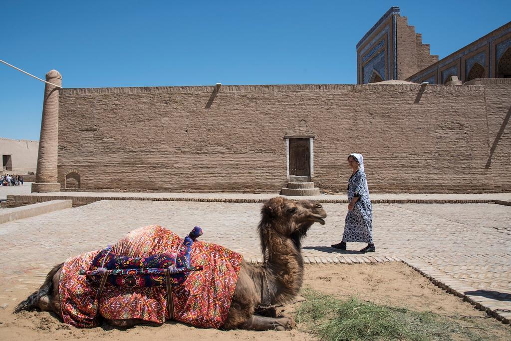 Dromedario en la ciudad de Jiva.