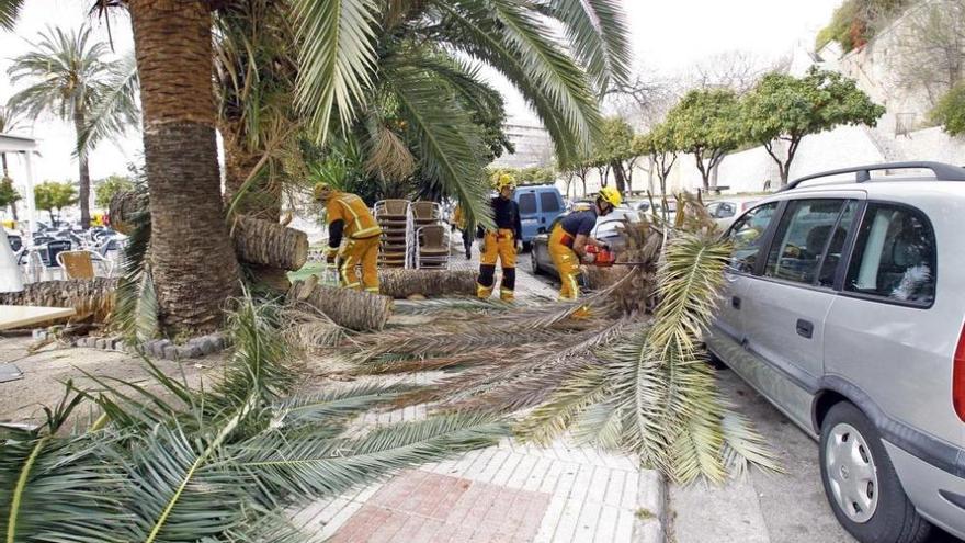 Die Feuerwehr schneidet die abgeknickte Palme am Paseo Maritimo in Stücke.