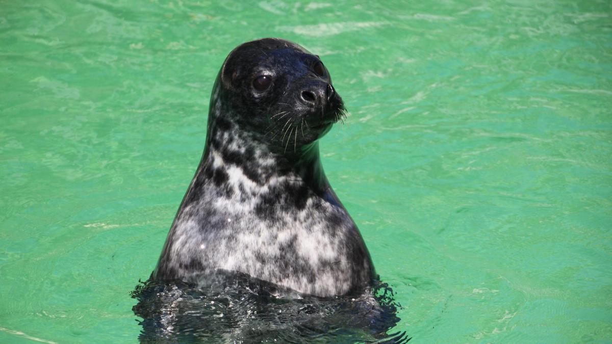 Las focas saben cuánto oxígeno circula por su sangre y cuánto pueden bucear