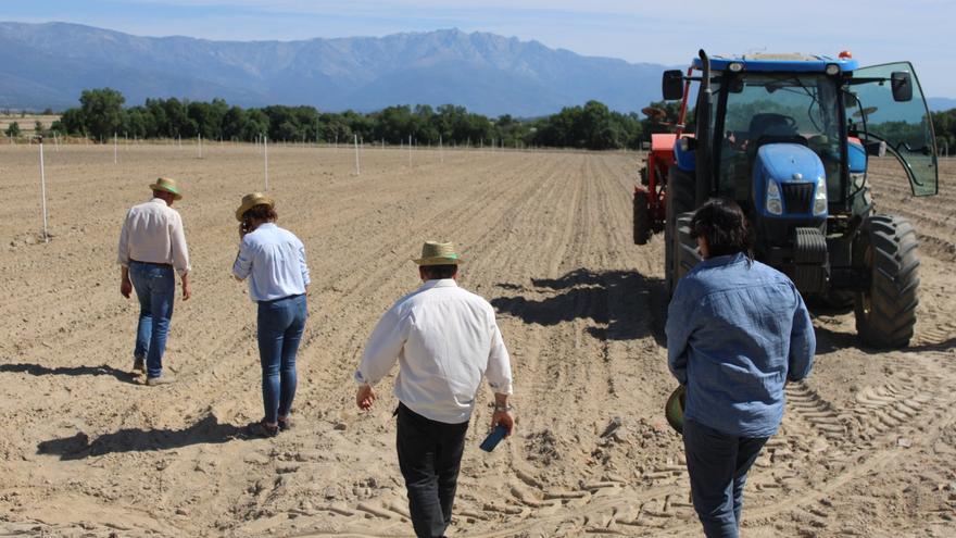 Primeras siembras del proyecto de cáñamo en Extremadura como complemento del tabaco