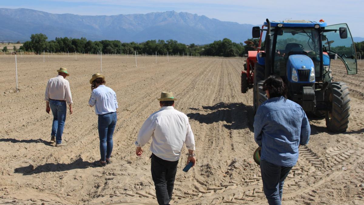 Una de las parcelas en las que se ha iniciado la siembra del cáñamo industrial.