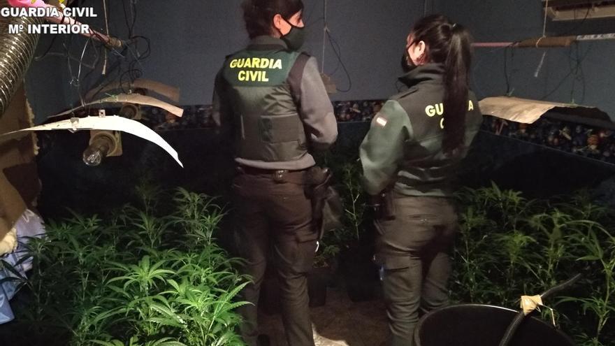 Intervienen 500 plantas de marihuana en una vivienda en Corbera