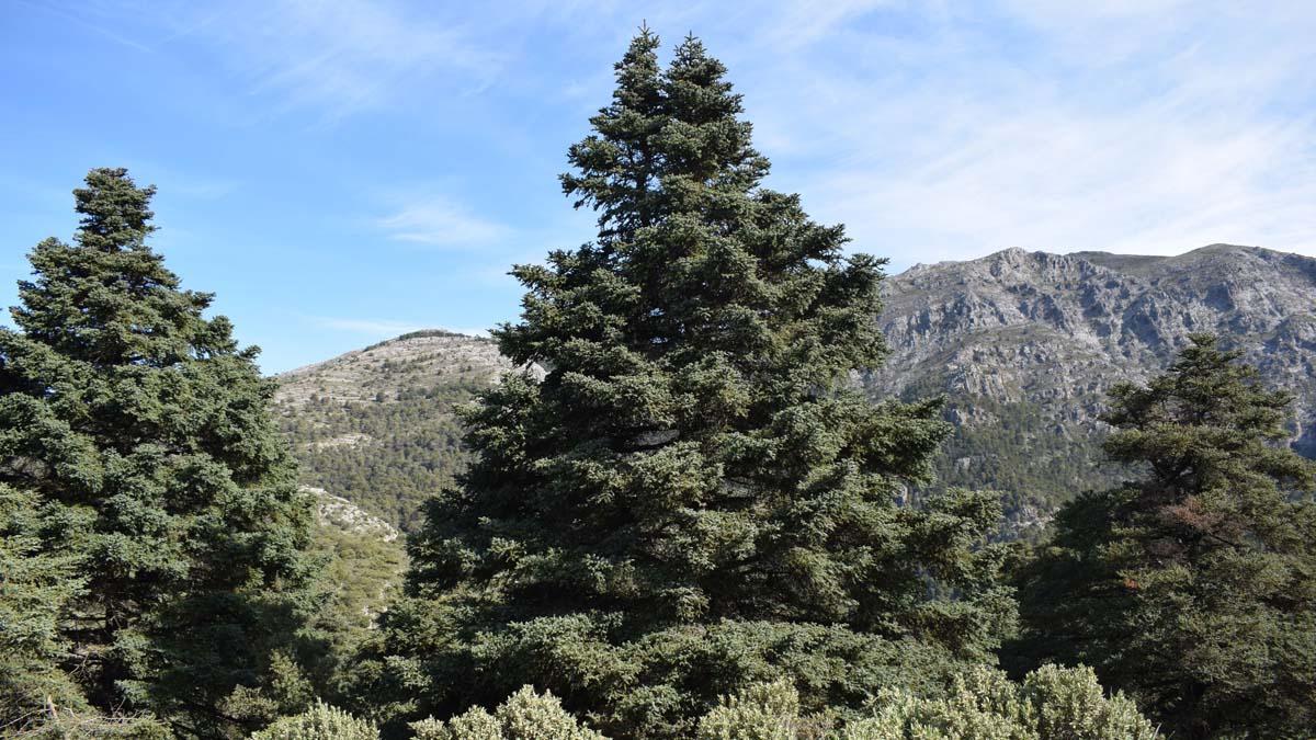 Pinsapos en la Sierra de las Nieves, Málaga.