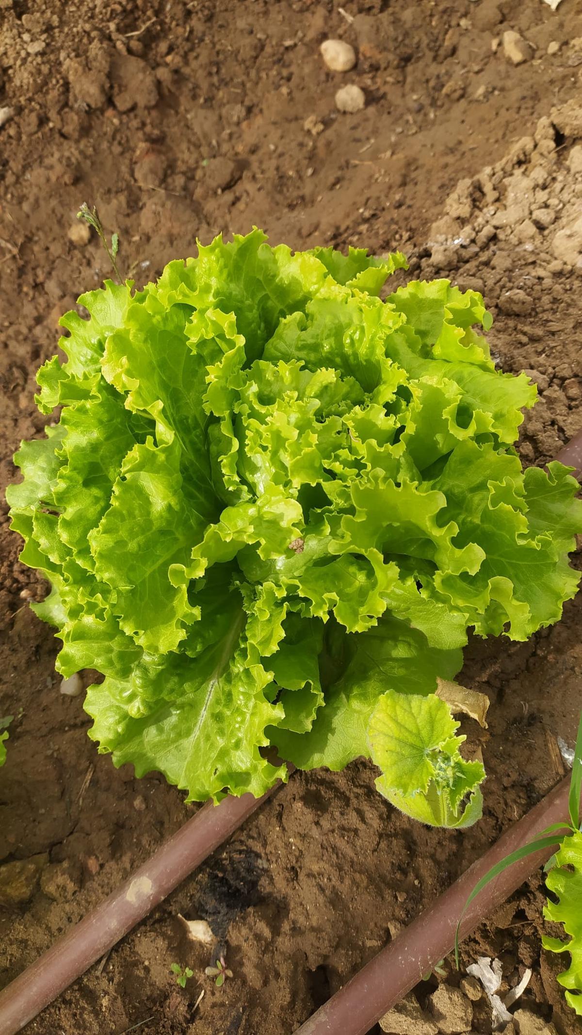 Fotogalería | Estas son las primeras frutas y verduras que recogen los adjudicatarios de Llera