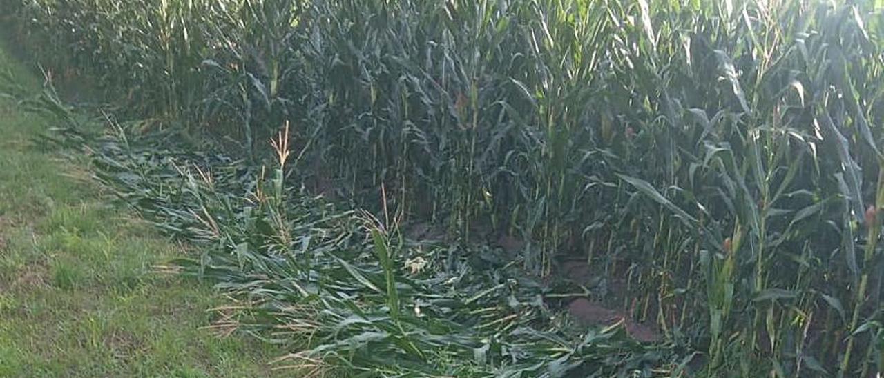 Una de las plantaciones afectadas en O Grove.