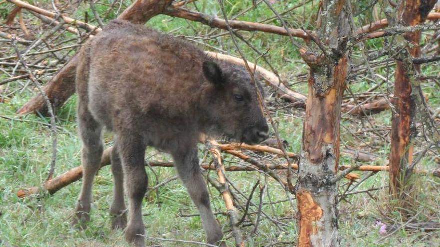 El bisonte europeo &quot;Astur&quot;, poco después de su nacimiento, en el Parque de la Prehistoria de Teverga.