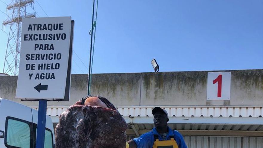 El superpixin, en el momento de su desembarco en el muelle pesquero de Avilés.