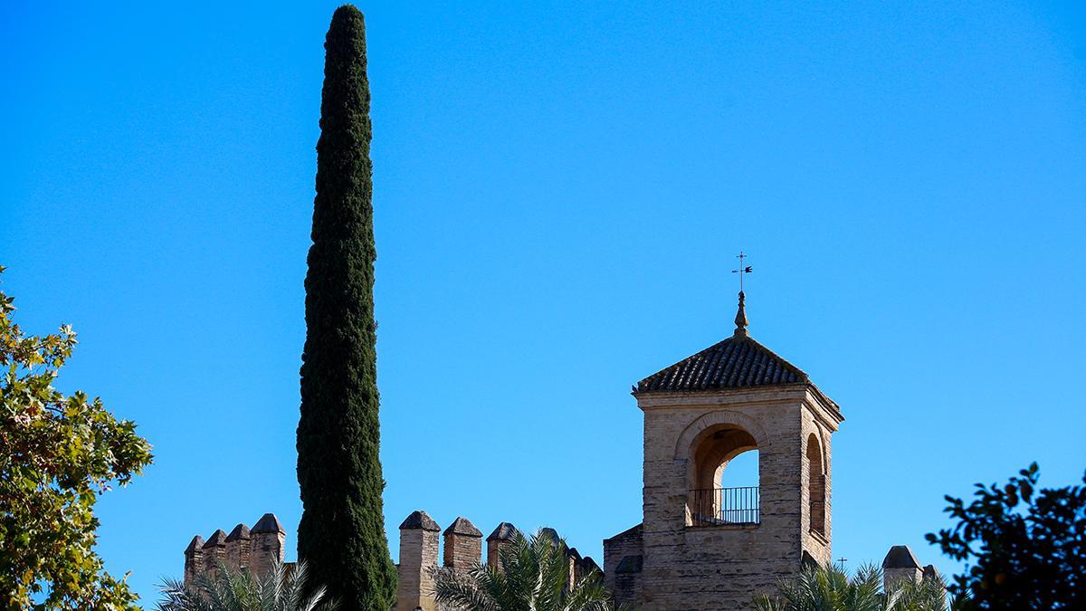 Ciprés común que hay a la entrada del Alcázar