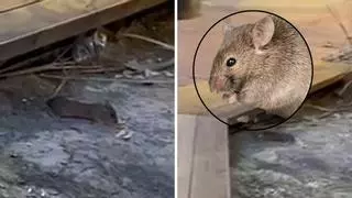 Superratas, cochinillas y babosas