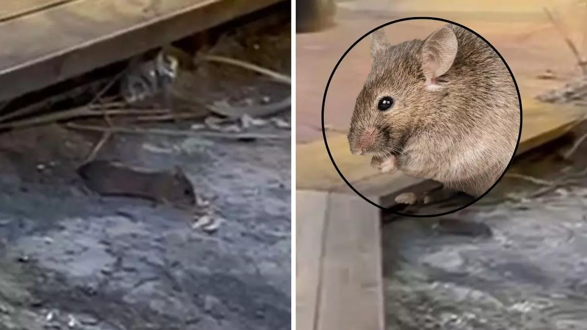 Vecinos alertan de la presencia de ratas en el parque de San Blas de Alicante