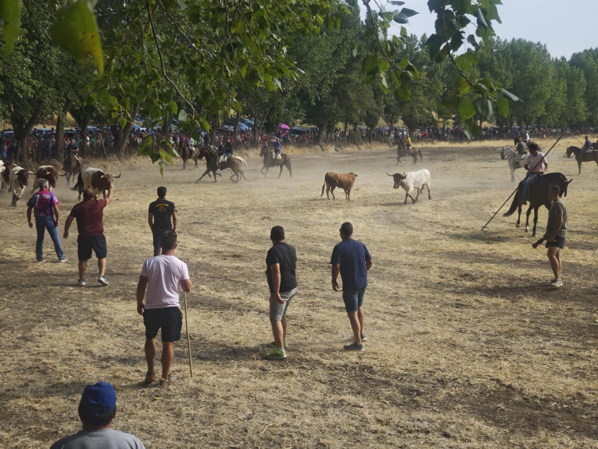GALERÍA | El encierro de Villamor de los Escuderos en imágenes GALERÍA | El encierro de Villamor de los Escuderos en imágenes