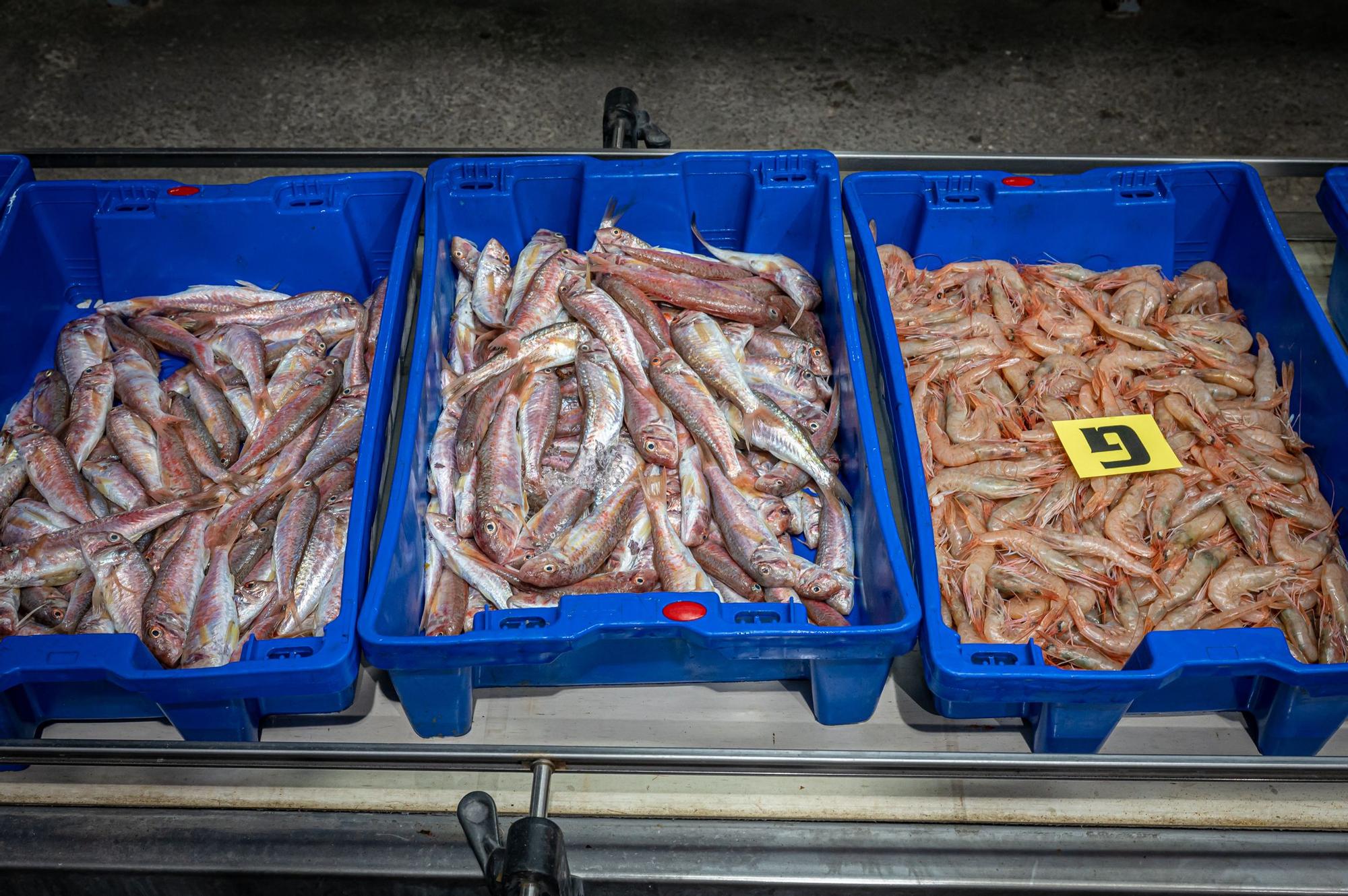 Subasta de pescados y mariscos recién capturados en la lonja de Barcelona, en junio pasado.
