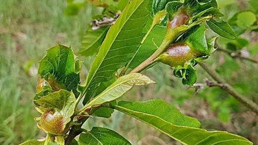 Planta afectada por la avispilla del castaño.