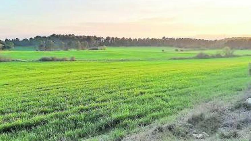 Un projecte es planteja al sector de la Roureda de les Tàpies