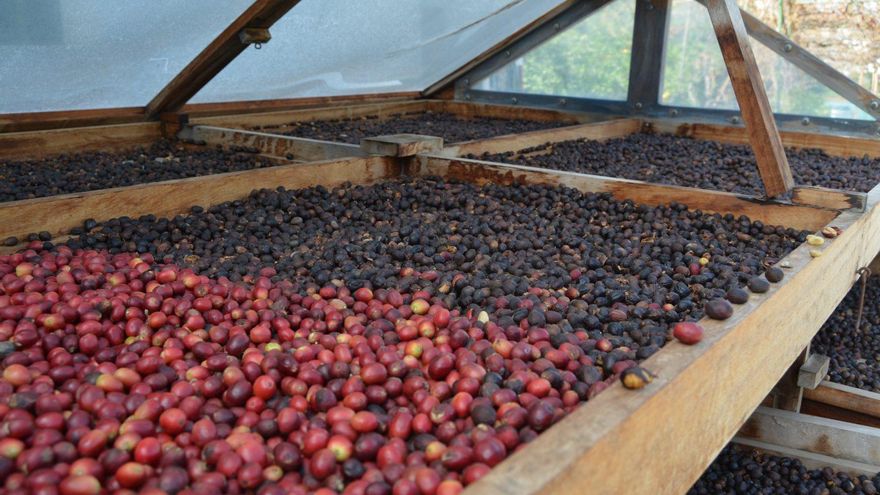Mitos y verdades del café de especialidad en Canarias